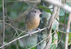 Colluricincla rufogaster