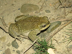 Rhinella spinulosa