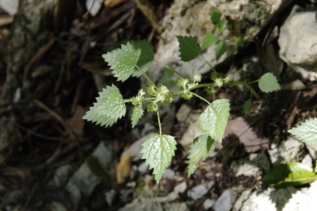Laportea cuneata