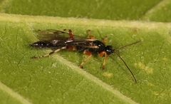 Schizopyga frigida