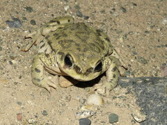 Rhinella spinulosa