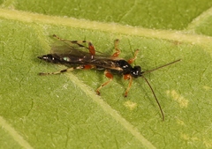 Schizopyga frigida