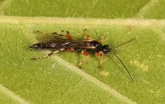 Schizopyga frigida