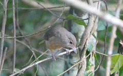 Colluricincla rufogaster