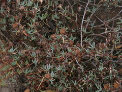 Lampranthus emarginatus