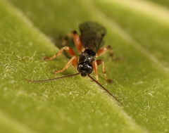 Schizopyga frigida