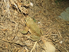 Rhinella spinulosa