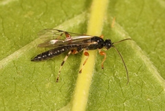 Schizopyga frigida