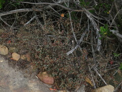 Lampranthus emarginatus