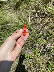 Tritonia disticha