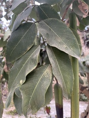 Cassia fistula