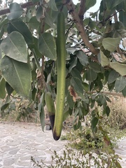 Cassia fistula