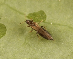 Thrips