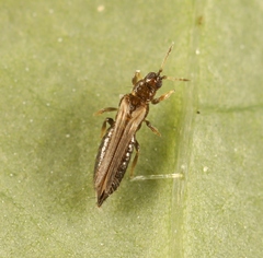 Thrips