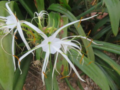 Hymenocallis littoralis