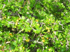 Berberis boliviana