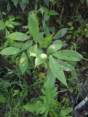 Senna macrophylla