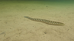 Xiphasia setifer
