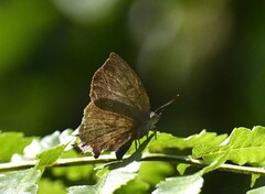 Surendra quercetorum