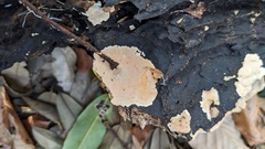 Steccherinum nitidum