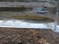 Notropis rubellus