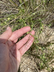 Spermacoce natalensis