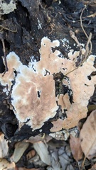 Steccherinum nitidum