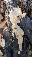 Steccherinum nitidum