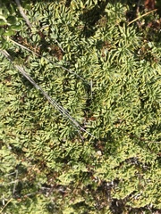 Bolax gummifera
