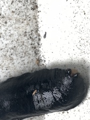 Belocaulus angustipes