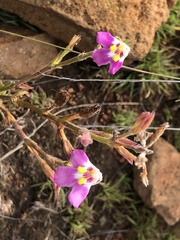 Craterostigma wilmsii