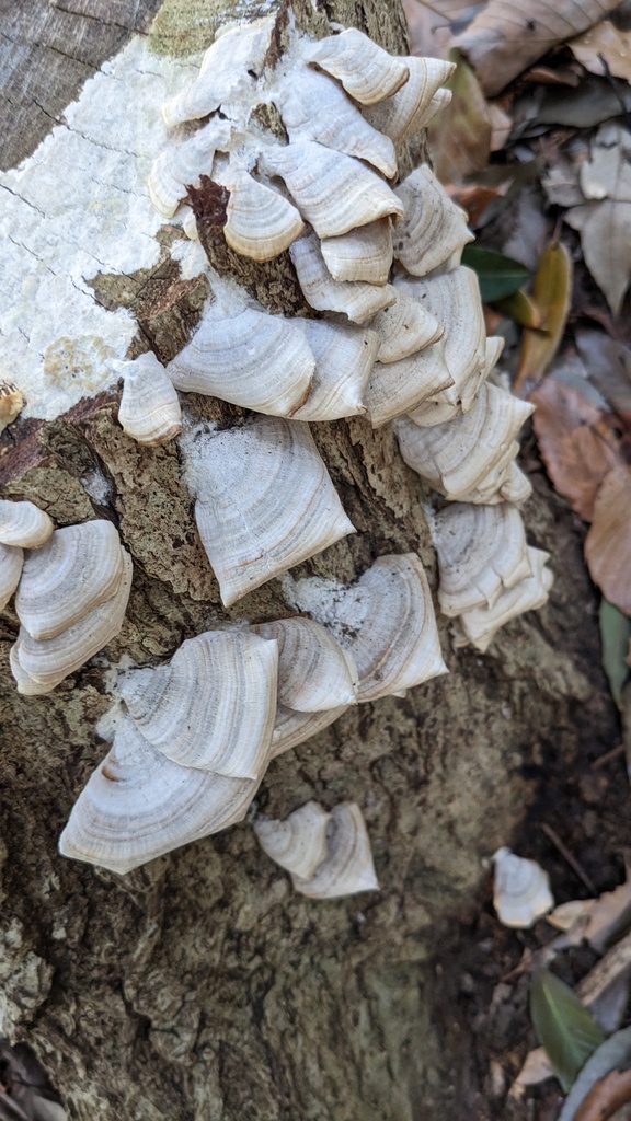 Trichaptum biforme · January 2023 · photo: © atsushi_nakajima_cirque (iNaturalist, cc-by)