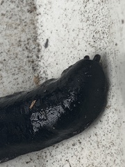 Belocaulus angustipes