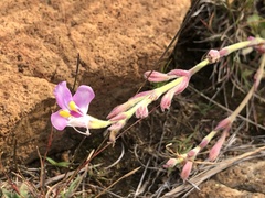 Craterostigma wilmsii