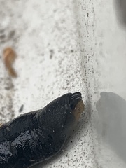 Belocaulus angustipes