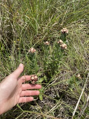 Helichrysum appendiculatum