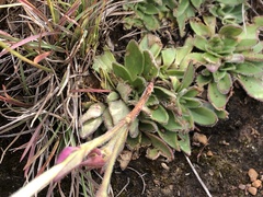 Craterostigma wilmsii