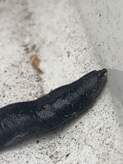 Belocaulus angustipes