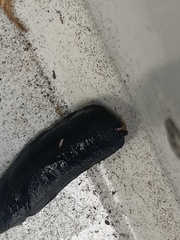 Belocaulus angustipes