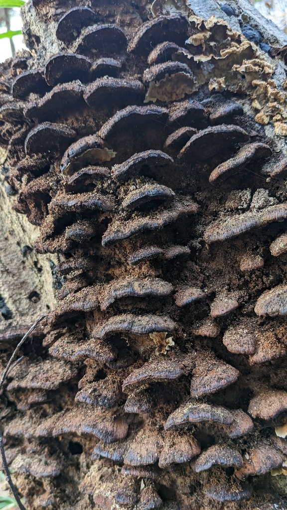 Fuscoporia gilva · January 2023 · photo: © atsushi_nakajima_cirque (iNaturalist, cc-by)