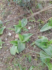 Himantoglossum robertianum