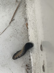 Belocaulus angustipes