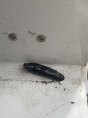 Belocaulus angustipes