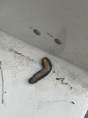 Belocaulus angustipes