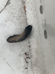 Belocaulus angustipes