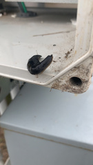 Belocaulus angustipes