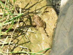 Pleurodema cinereum
