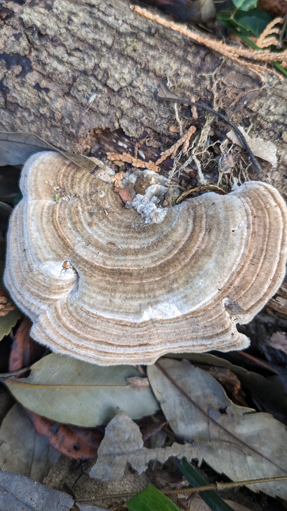 Trametes betulina · January 2023 · photo: © atsushi_nakajima_cirque (iNaturalist, cc-by)