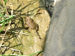 Pleurodema cinereum