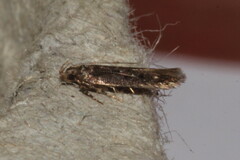 Bryotropha affinis